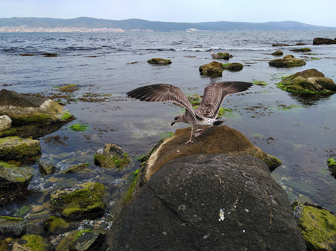 Море , Несебыр - В Гр Море , Несебыр - В Гр