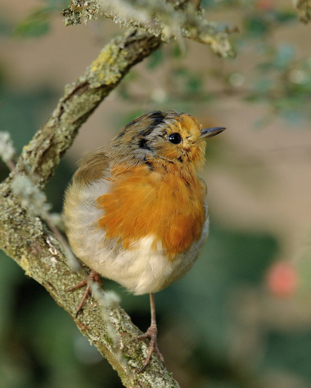 Зарянка (лат. Erithacus rubecula) - Bo Nik