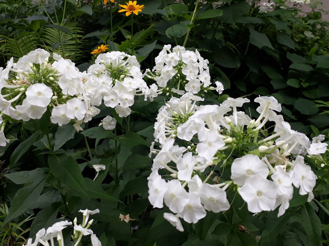 Флоксы - Олег Афанасьевич Сергеев Флоксы - Олег Афанасьевич Сергеев