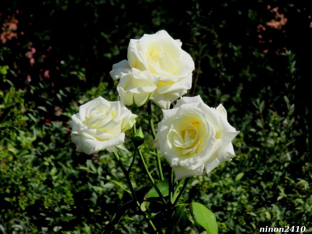 Три сестры - Нина Бутко Три сестры - Нина Бутко