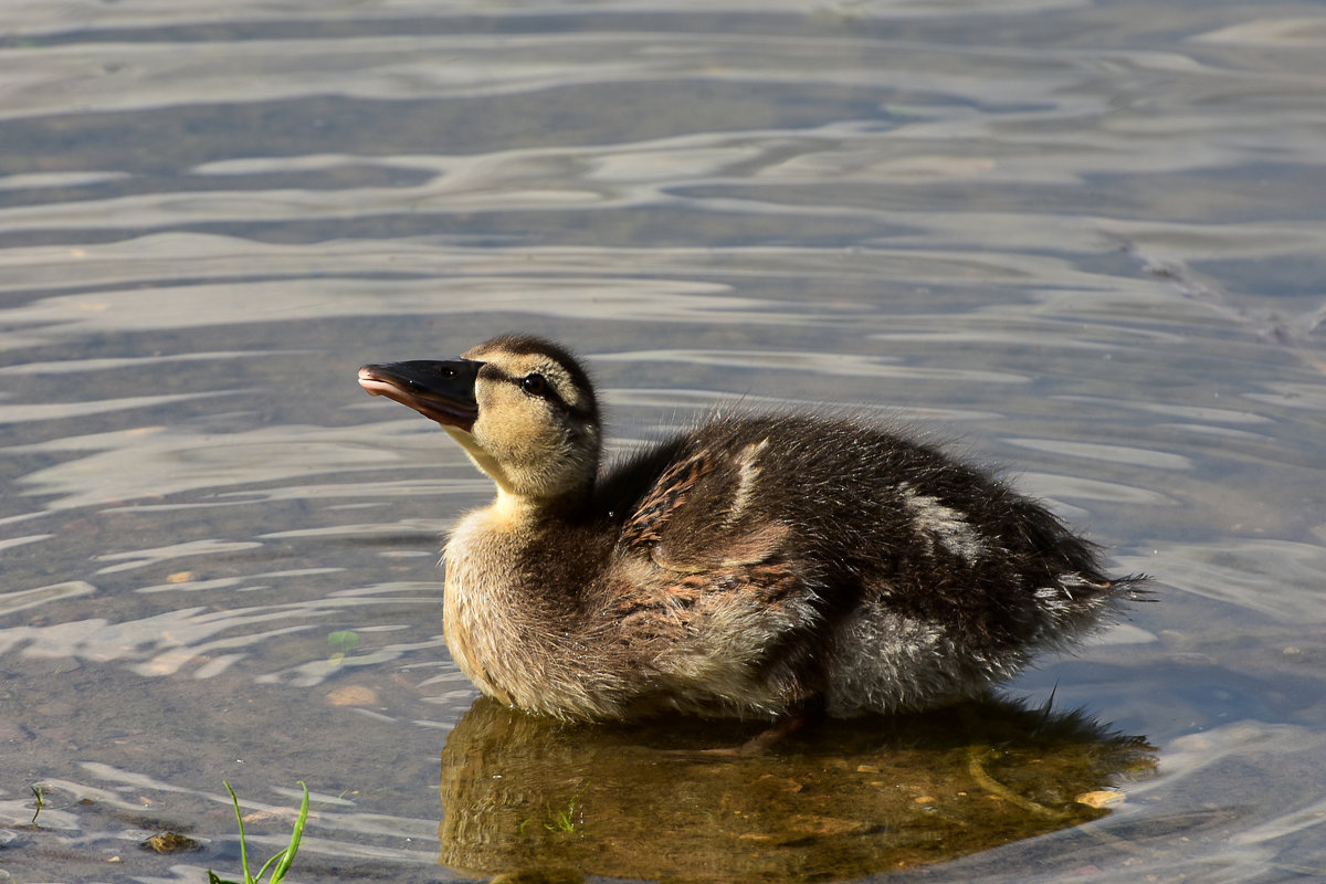 ... - Наташа *****