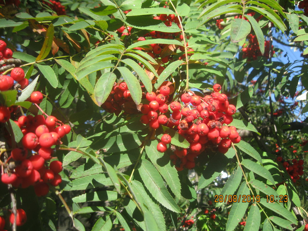 Рябина - Maikl Smit