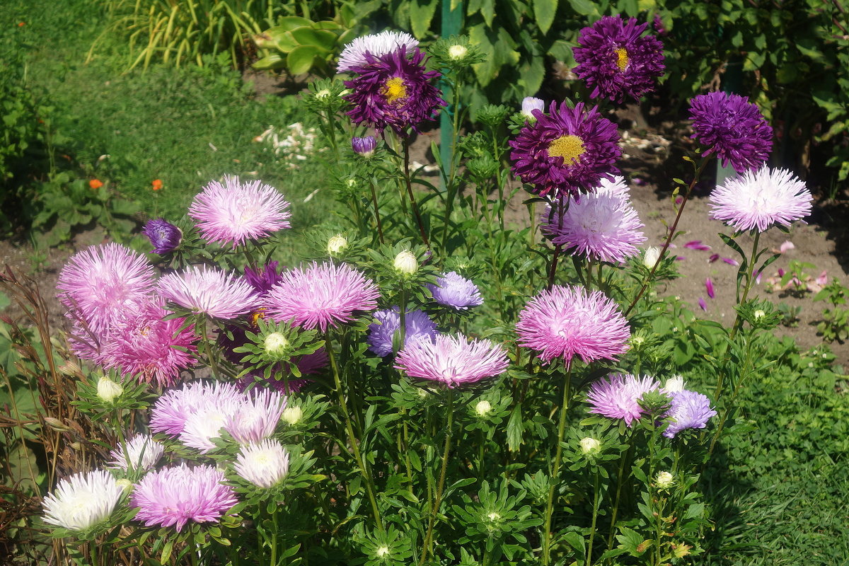 Астра - Маргарита Батырева Астра - Маргарита Батырева