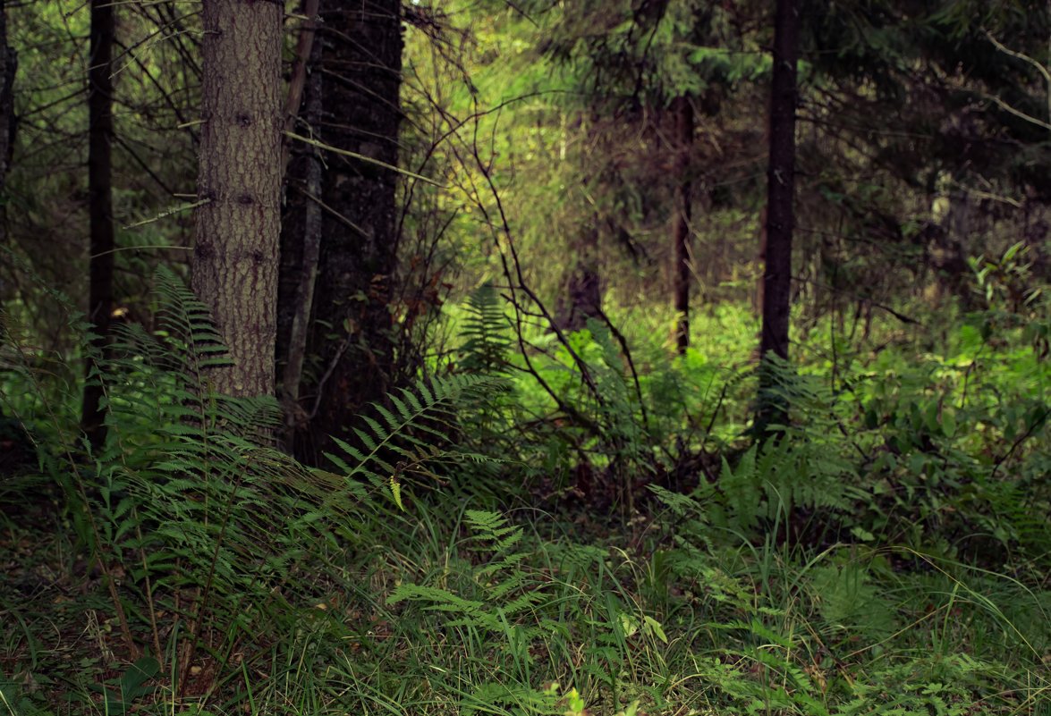 Лес - Cissa Andebo Лес - Cissa Andebo