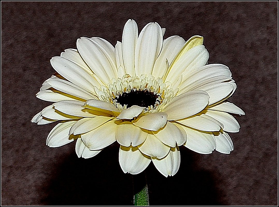 СОЛНЫШКО ВОСХОДИТ, В СВЕТЛЫЙ ДЕНЬ ЗОВЁТ - Анатолий Восточный СОЛНЫШКО ВОСХОДИТ, В СВЕТЛЫЙ ДЕНЬ ЗОВЁТ - Анатолий Восточный