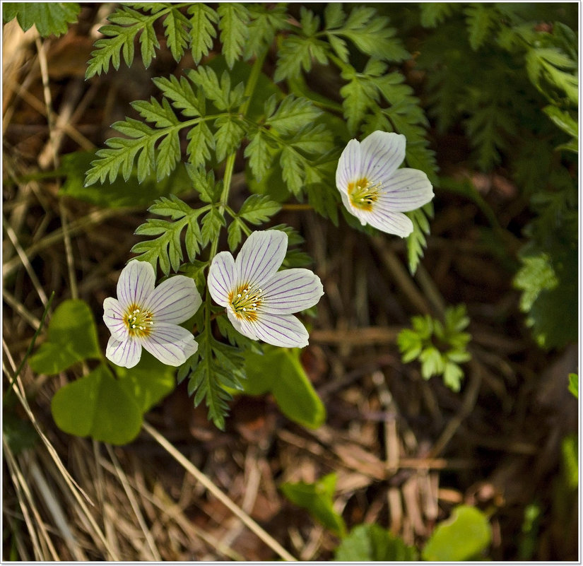 Весна - Андрей Бобин
