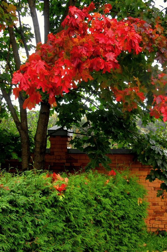 Алая ветвь клена - Сергей Карачин