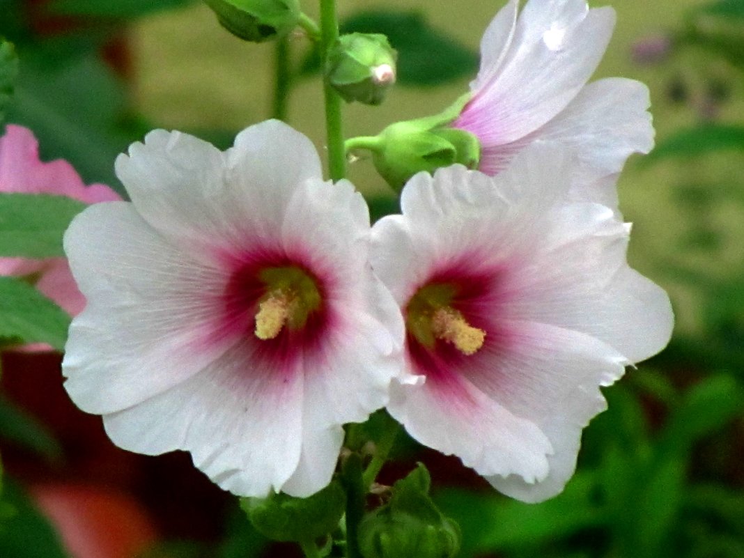 Белая мальва (штокроза) - Сергей Карачин Белая мальва (штокроза) - Сергей Карачин