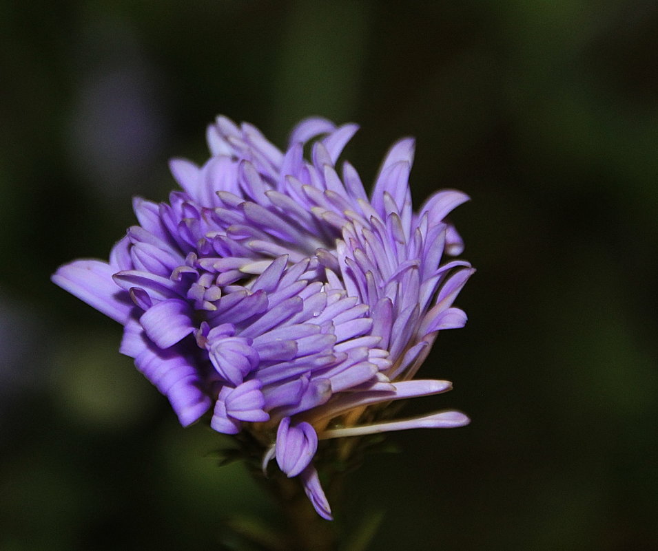 Засмущалась... - Tatiana Markova Засмущалась... - Tatiana Markova