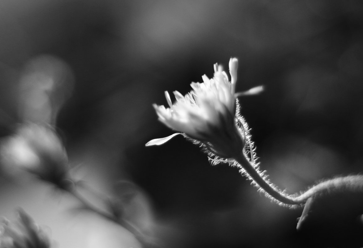 тени лета. 1 - Ирина Сивовол