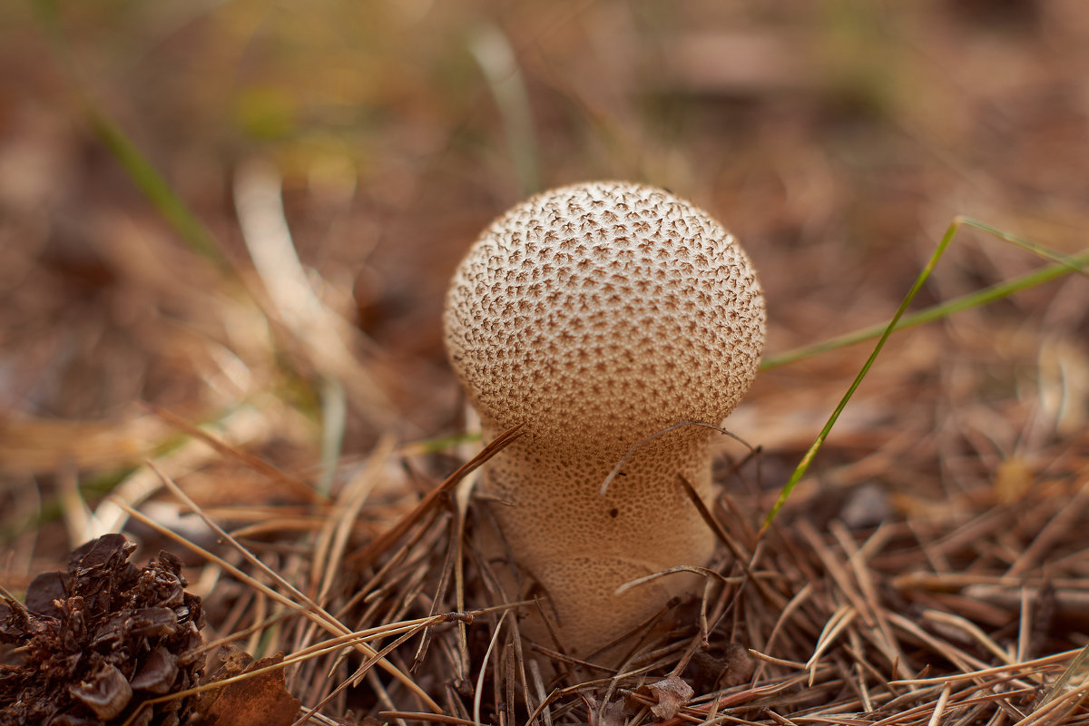 mushroom and the face of the forest - Ирина Секачева