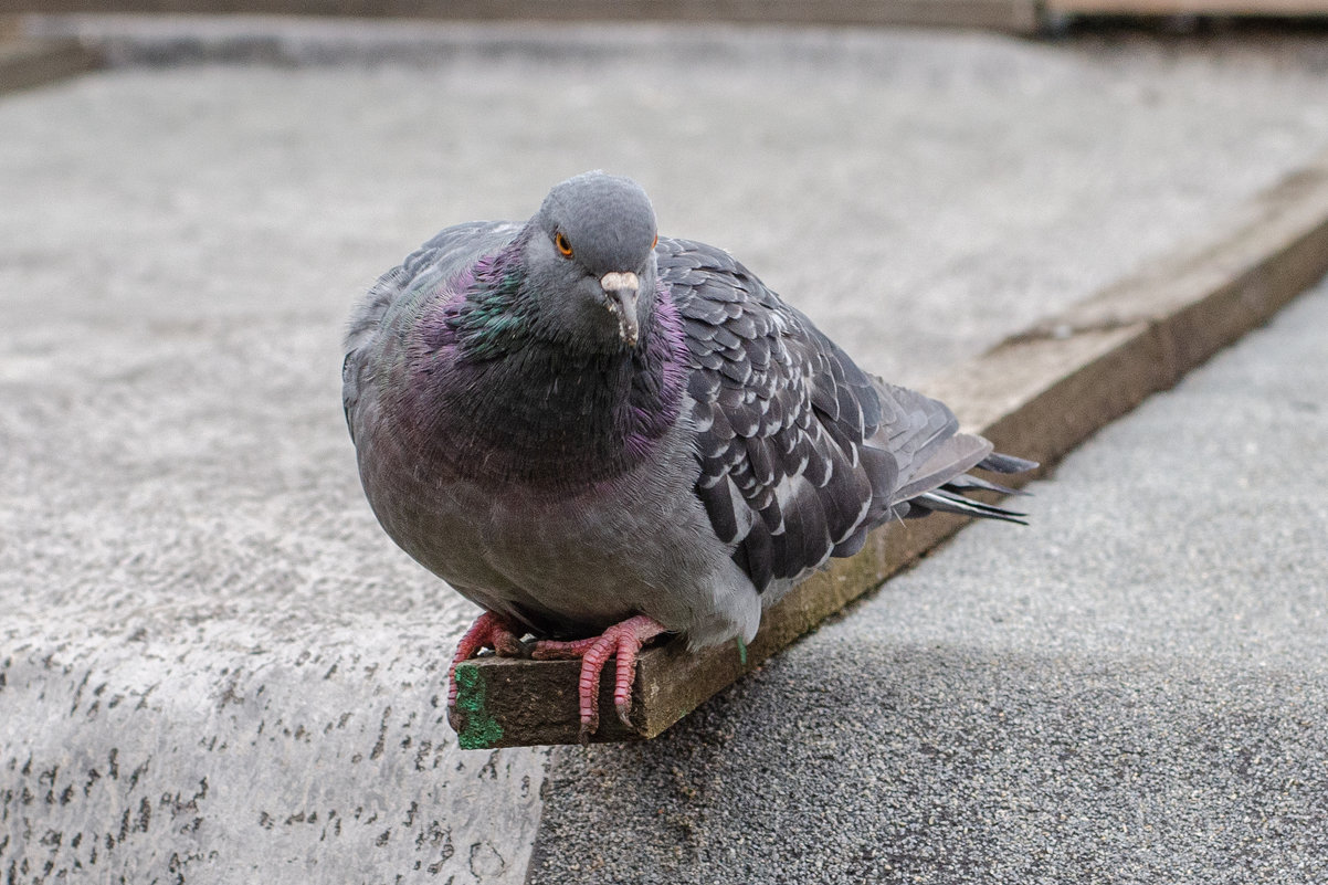 Добрый день) - Олег Архипов Добрый день) - Олег Архипов