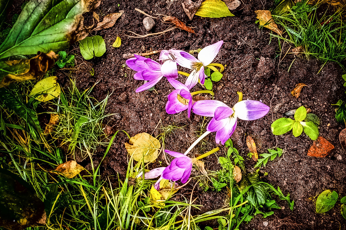 Крокусы, крокусы - осенний привет ... - Сергей Козырев Крокусы, крокусы - осенний привет ... - Сергей Козырев
