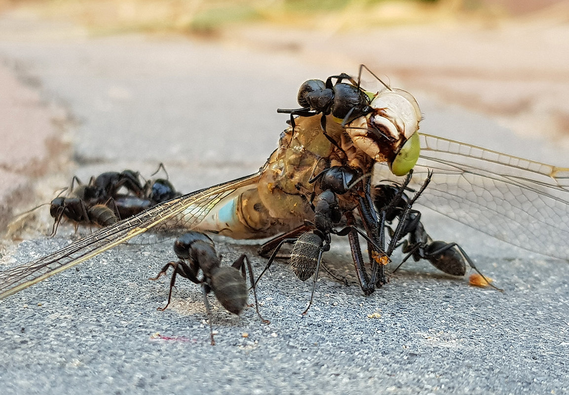 убийцы стрекоз - Татьяна Манн убийцы стрекоз - Татьяна Манн