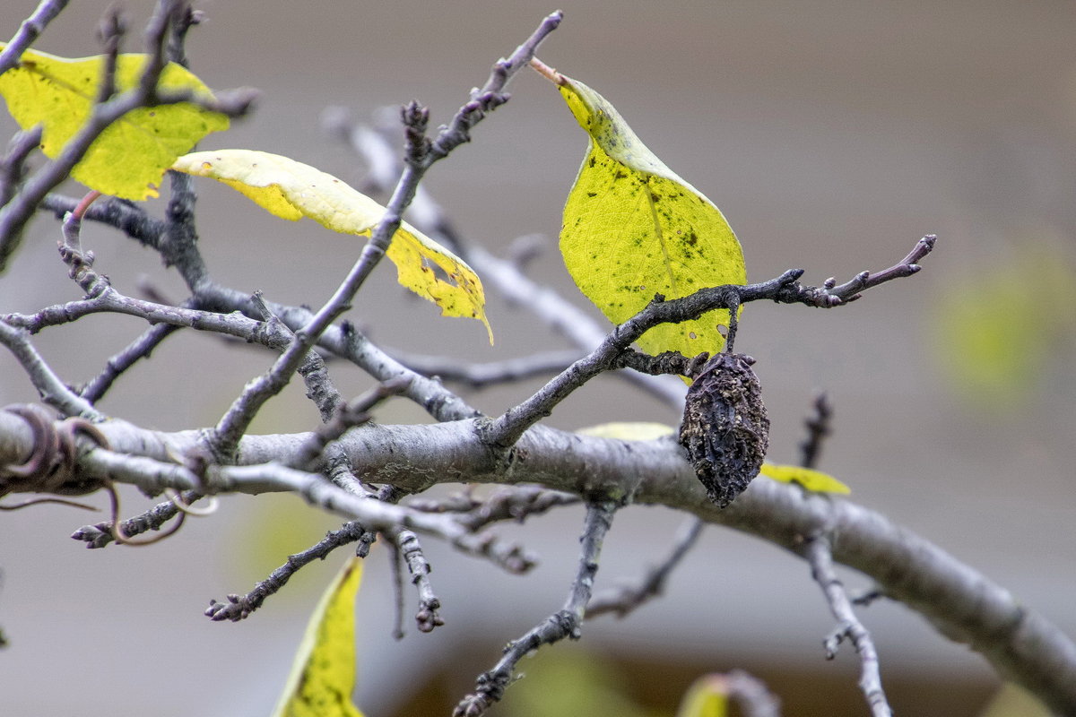 В осеннем саду. - Анатолий. Chesnavik. В осеннем саду. - Анатолий. Chesnavik.