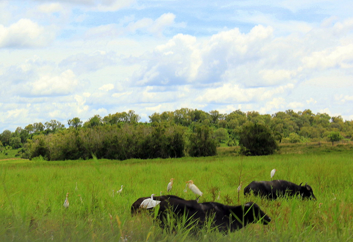 ... - Olga ... - Olga