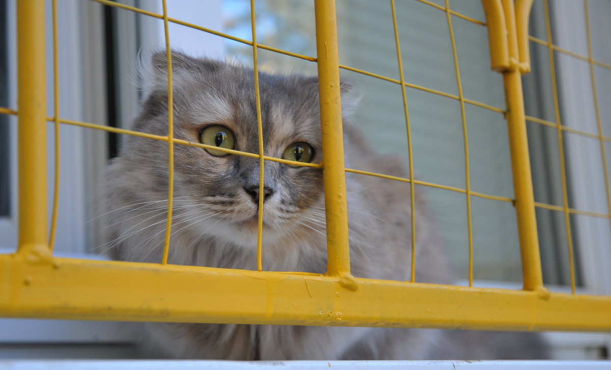 "Орел" - Надежда Парфенова "Орел" - Надежда Парфенова