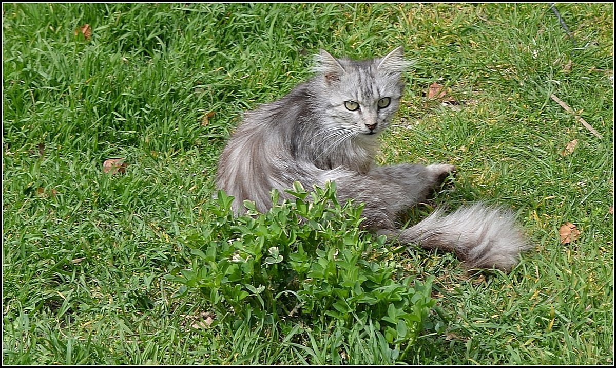 КИСКА НА ПРОГУЛКЕ - Анатолий Восточный КИСКА НА ПРОГУЛКЕ - Анатолий Восточный