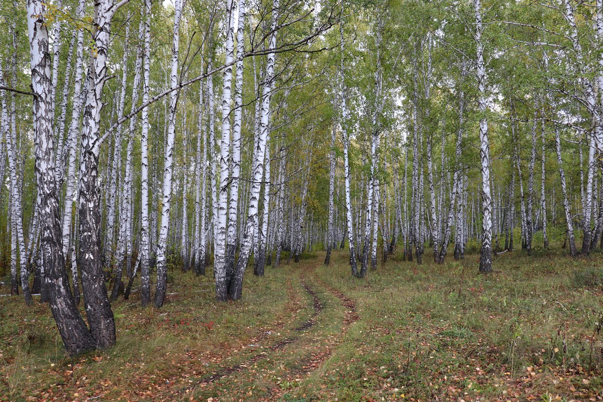 ... - Татьяна Котельникова
