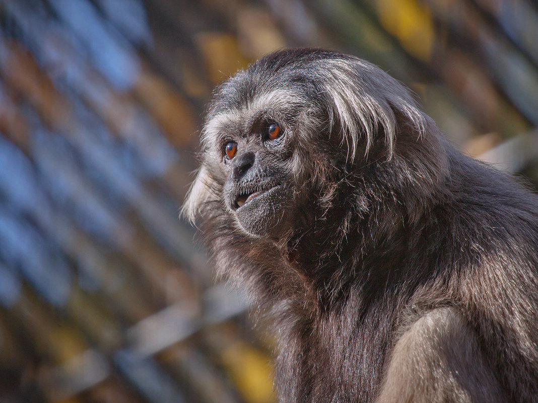 *** - Владимир Габов