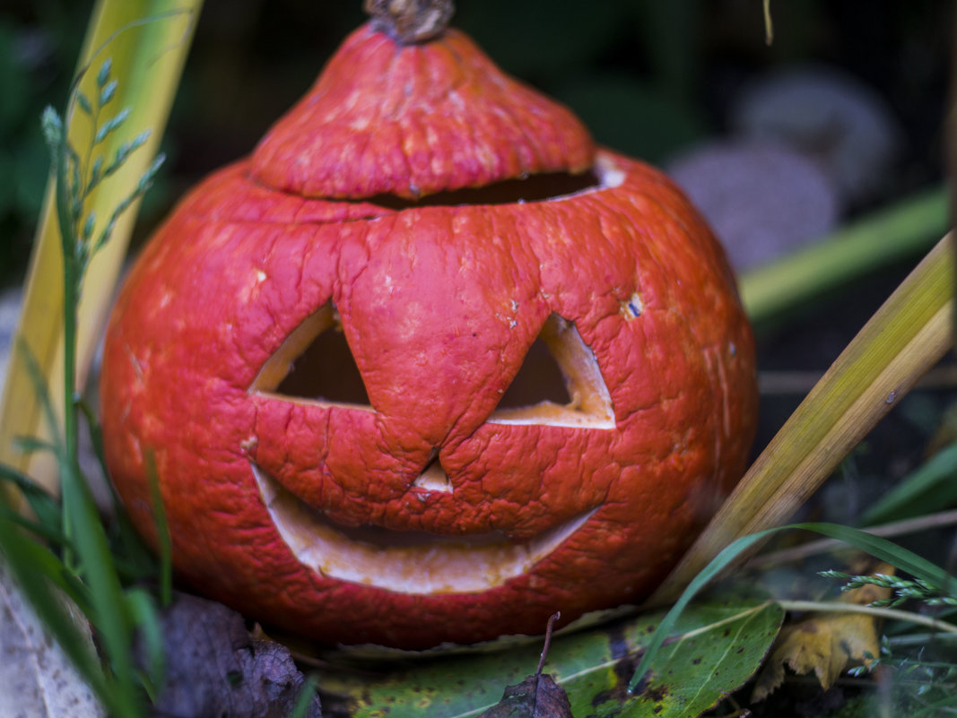 Тыква - Виктор Печищев Тыква - Виктор Печищев