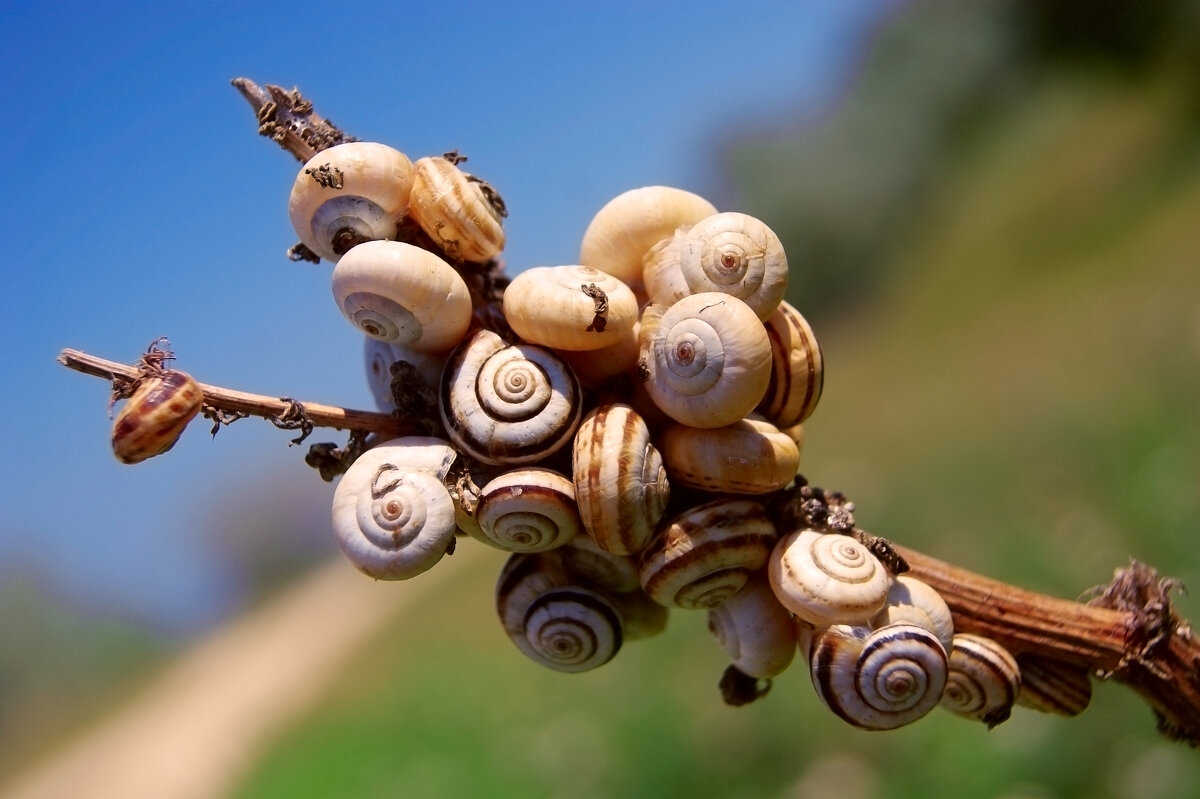 Букет - Нина Богданова Букет - Нина Богданова