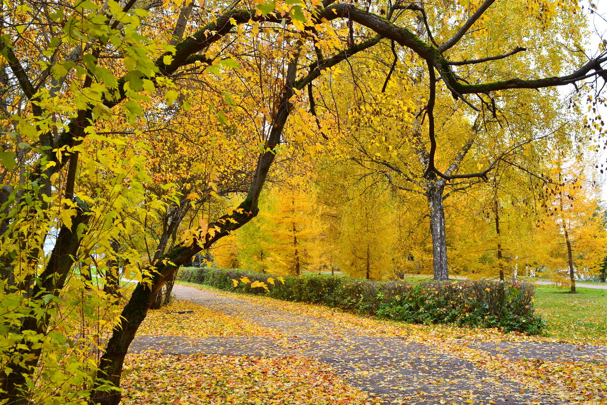 Золото осени - Larisa Simonenkova