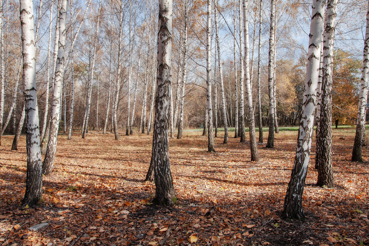 Березовая поляна в ботаническом - Виктор Замулин Березовая поляна в ботаническом - Виктор Замулин