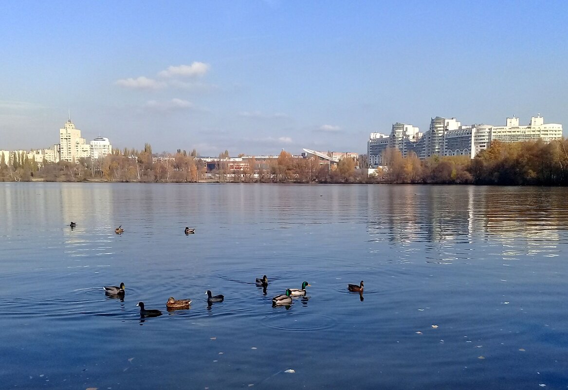 Дикие утки в городе. - Зоя Чария