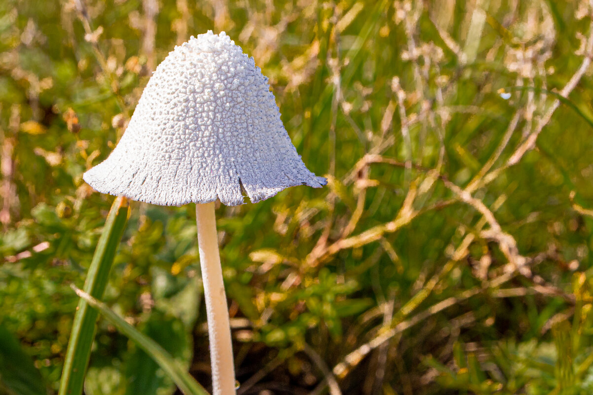 *** - Александр Малышев