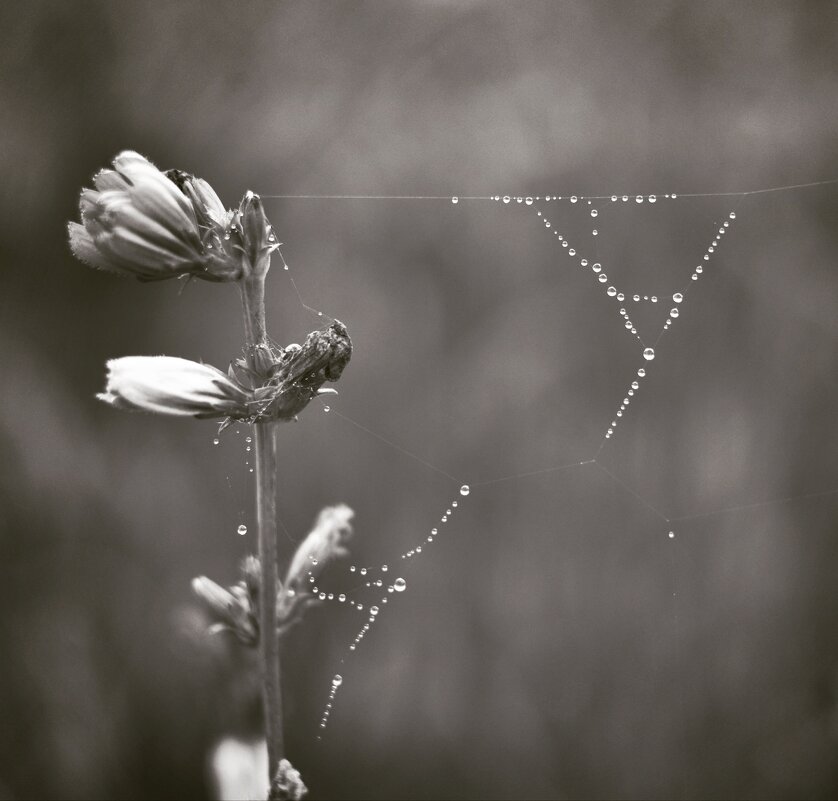 *** - Александр Довгий