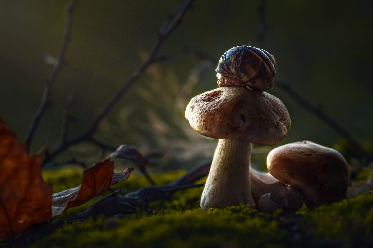 Улитка - Нина Богданова Улитка - Нина Богданова