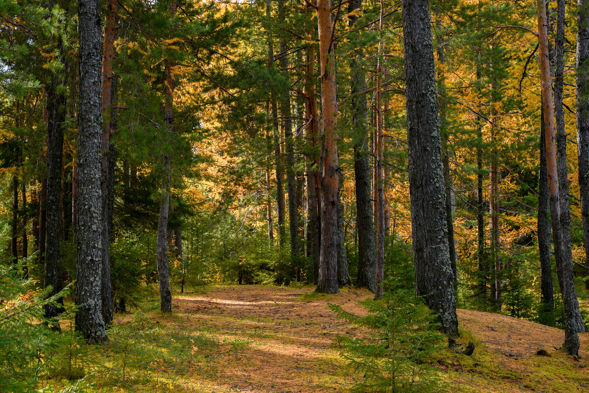 Лес, осень. - Наталья Лес, осень. - Наталья