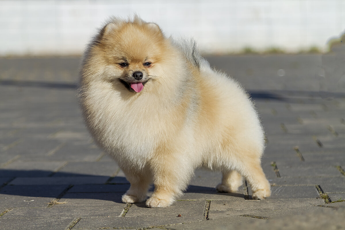 *** - Николай Климович *** - Николай Климович