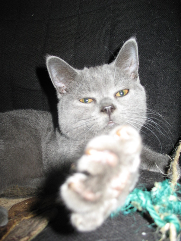 фунтик - Valeria 