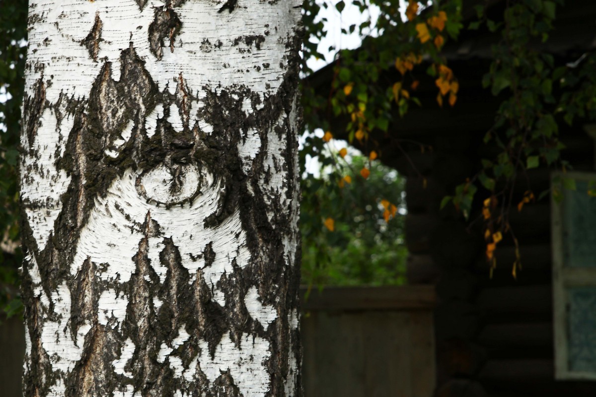 глаз - елена юлашева