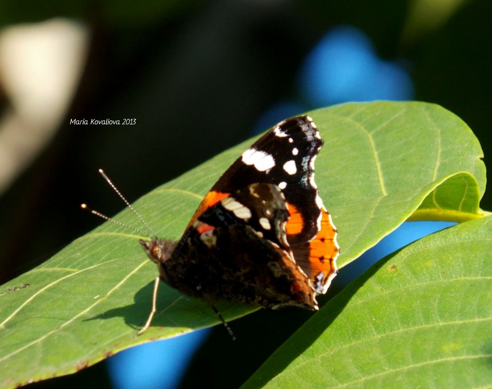 Бабочка - Мария Ковалёва
