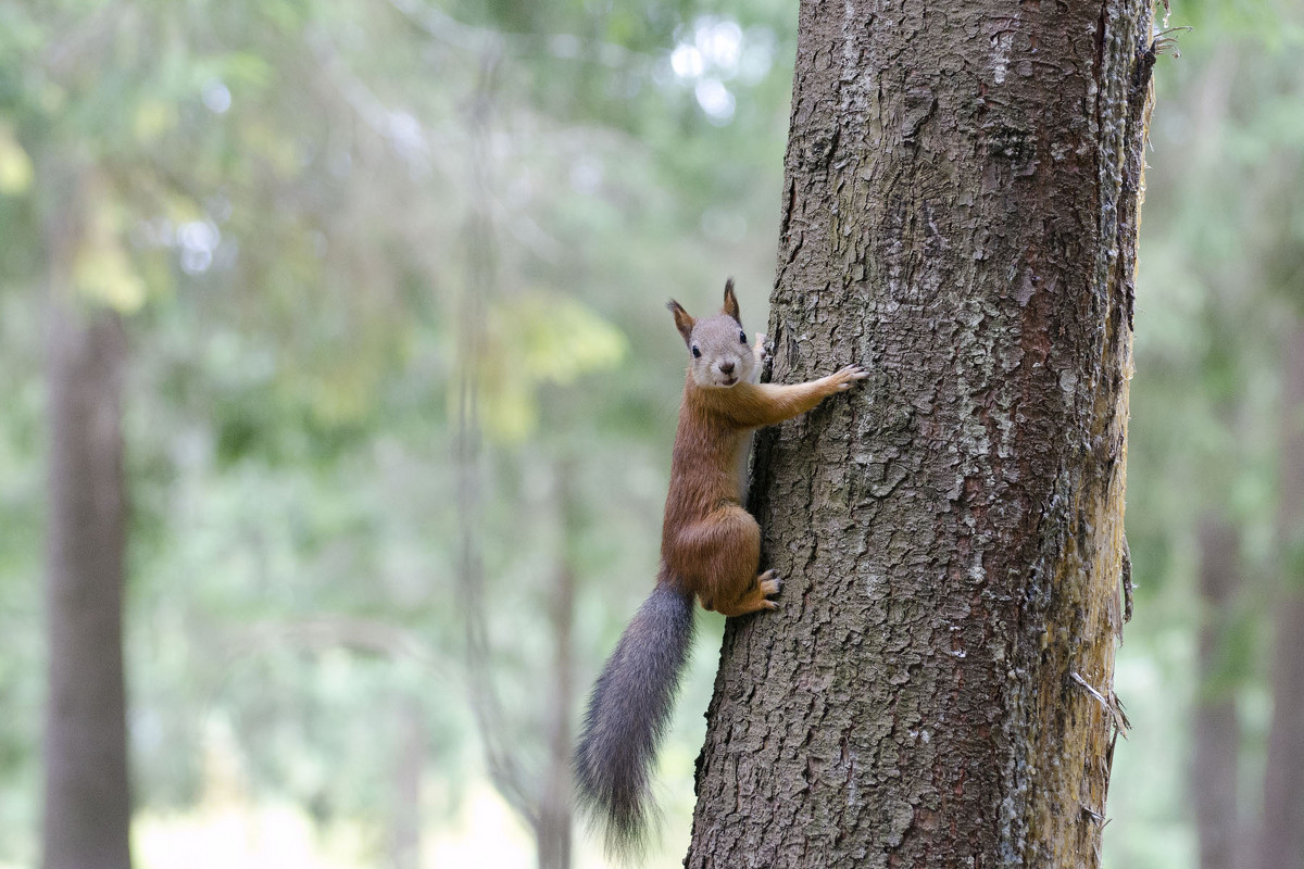 чак чак - Илья Смирнов