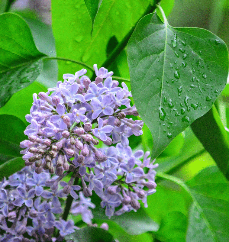 *** - Ирина Иванова 