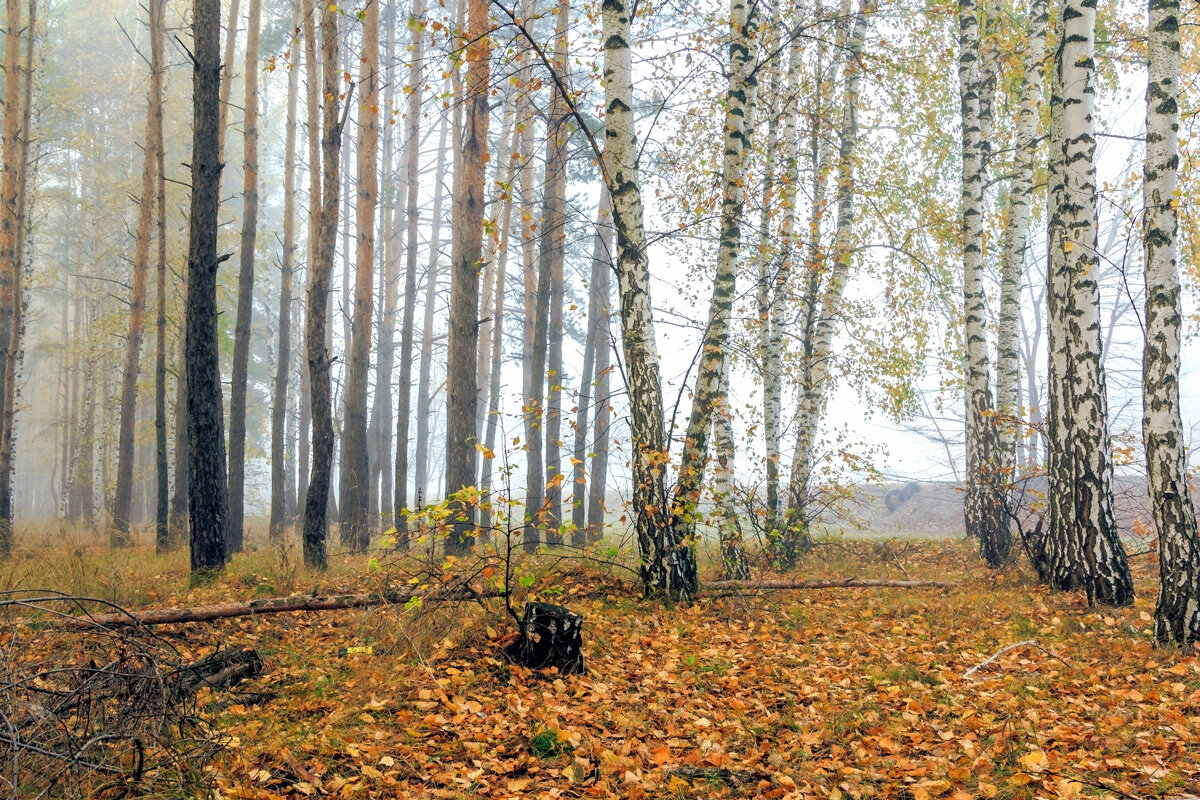 Последний аккорд осени.. - Юрий Стародубцев Последний аккорд осени.. - Юрий Стародубцев