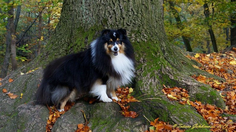 Sheltie Willard. Шелти Уилл - Tatiana Golubinskaia