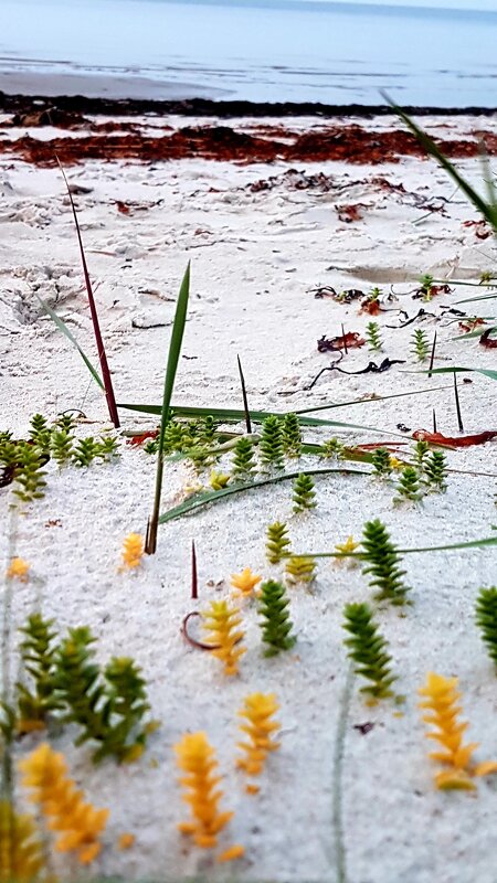 Осеннее побережье - Tatjana 