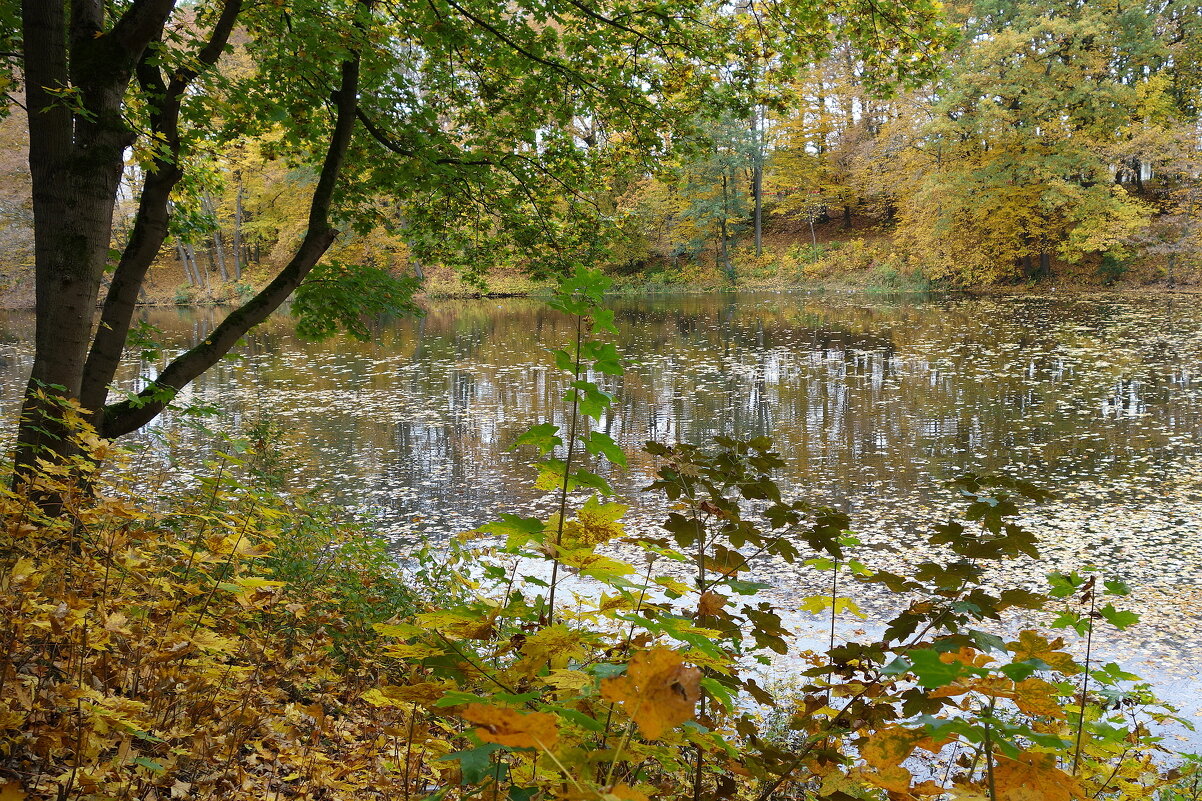 Осенние мотивы - Маргарита Батырева