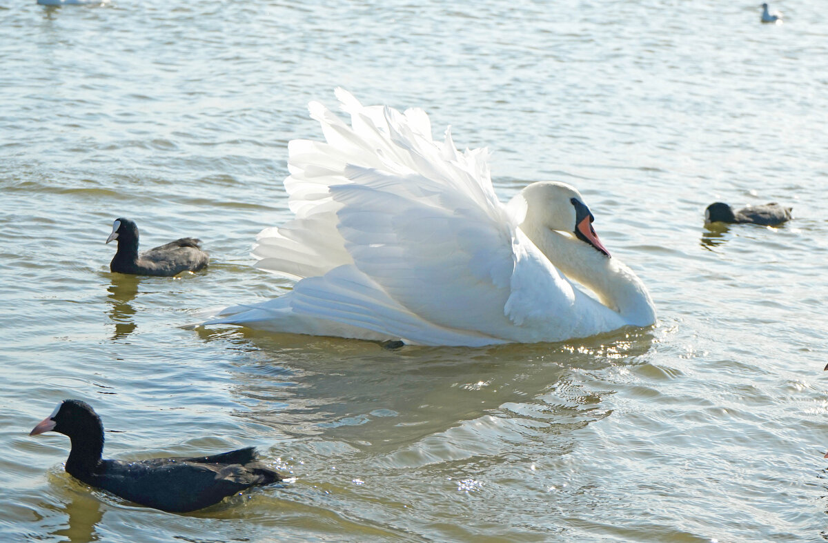 Серия - лебеди - Анастасия Софронова Серия - лебеди - Анастасия Софронова