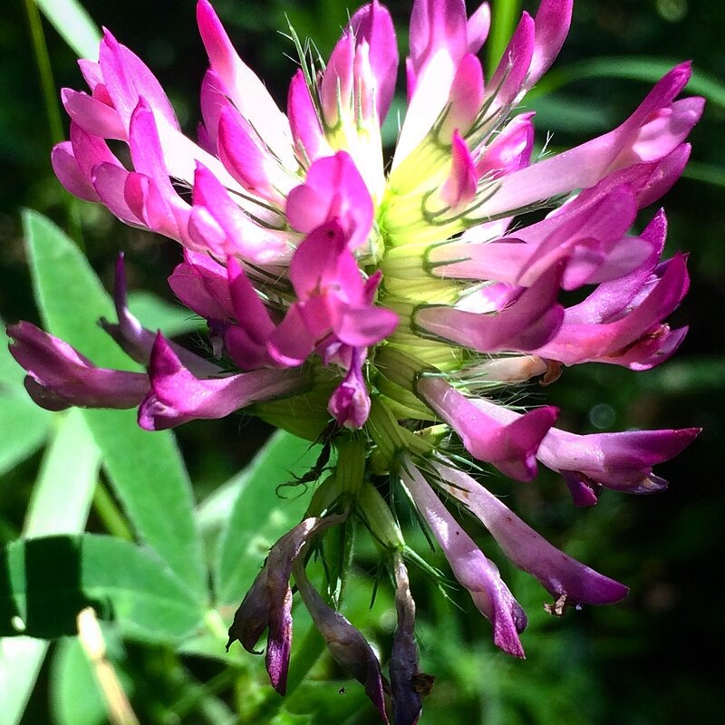 Обычный клевер - Татьяна 