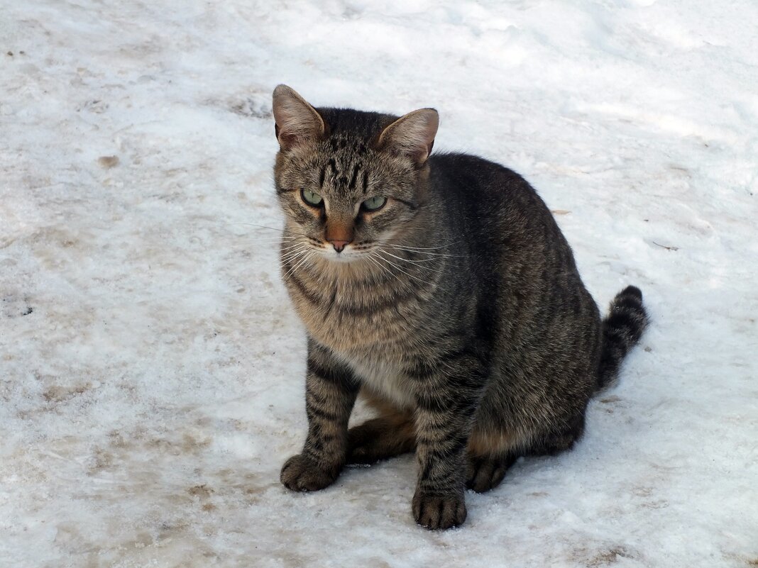 *** - Зоя Мишина *** - Зоя Мишина