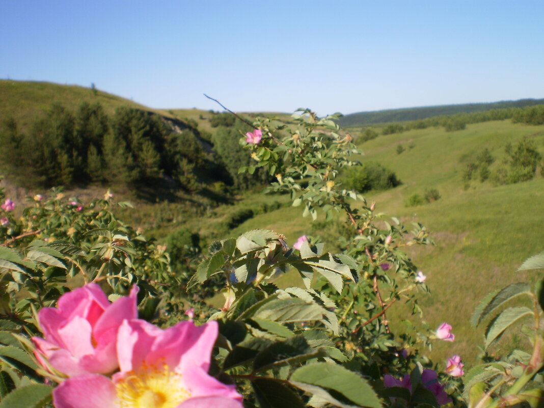 Вспоминая лето . - Венера Чуйкова Вспоминая лето . - Венера Чуйкова