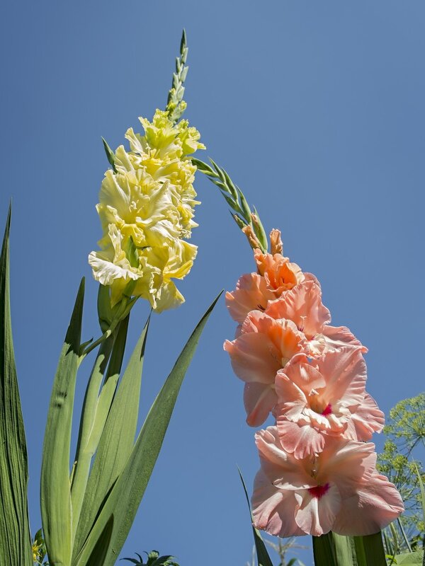 Немного тепла. - Андрий Майковский