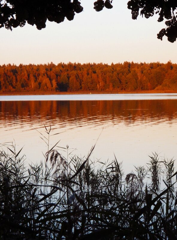 Вечерний вид золотой осени - Анатолий Кувшинов