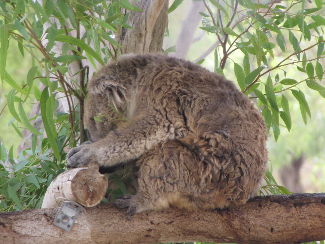 Коала - Николай 